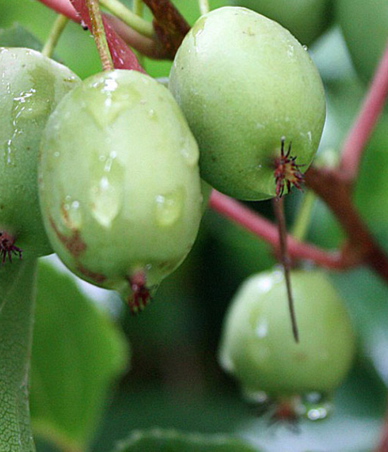 Kiwi (Actinidia arguta) ISSAI - Tutifruti SK