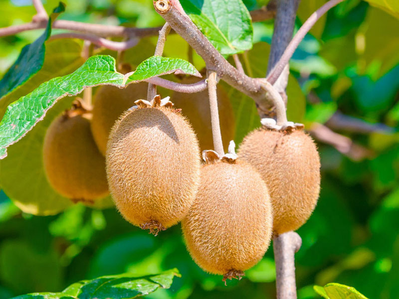 BIO Kiwi (actinidia deliciosa) Duo Jenny & Tomuri - SK Matej Hornák BIO Kiwi (actinidia deliciosa) Duo Jenny & Tomuri - SK Matej Hornák