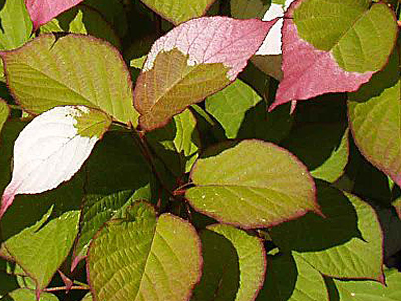 Kiwi Befruchter Actinidia kolomikta ADAM