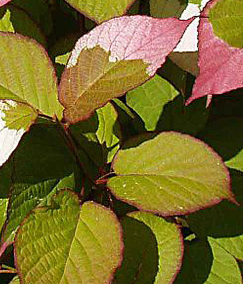 Kiwi Befruchter Actinidia kolomikta ADAM - Tutifruti SK