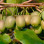 Mini-Kiwis für Ihren Garten: Anbau und Top-Sorten