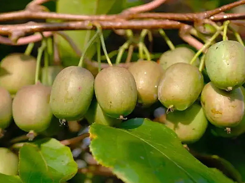 mini kiwi düngen Kiwibeere Issai - Minikiwi (Actinidia arguta) – Kiwiri