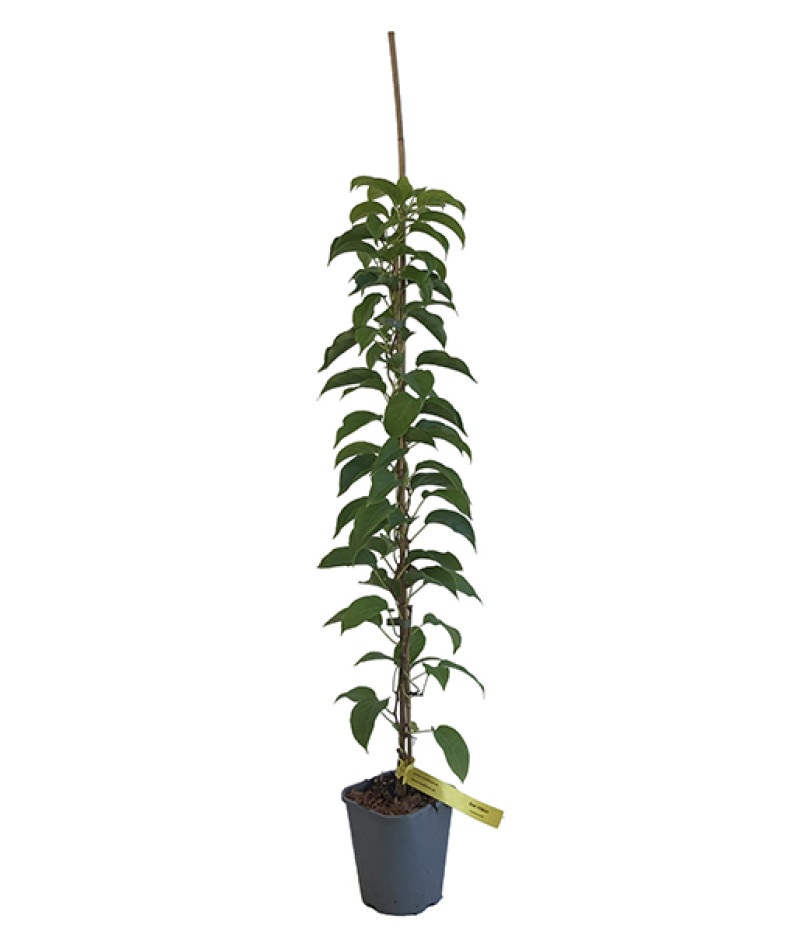 Kiwi (Actinidia arguta) VITIKIWI - Tutifruti SK