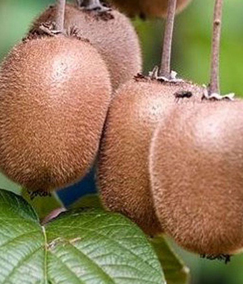 Kiwi (Actinidia hybrid) ZAKARPACIE - Tutifruti SK