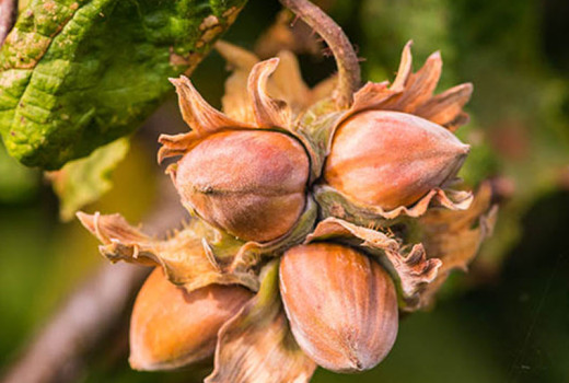 Haselnüsse: Das natürliche Superfood des 21. Jahrhunderts