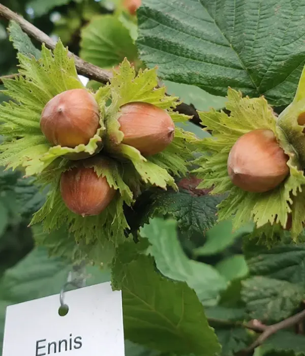 BIO Haselnuss (Corylus avellana) ENNIS