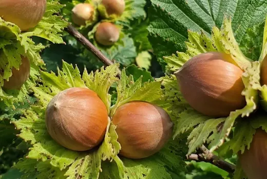 Haselnuss-Antioxidantien im Vergleich zu Walnüssen und Mandeln