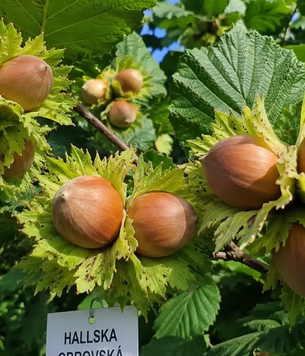 BIO Haselnuss (Corylus avellana) HALLE'SCHE RIESEN