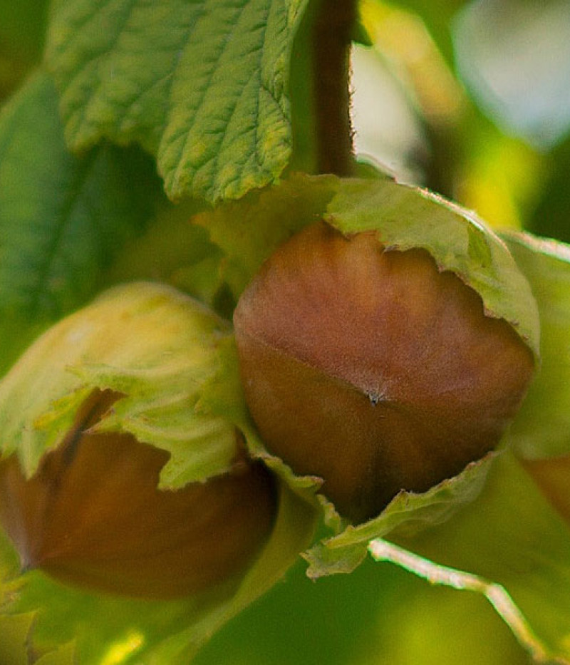 BIO Haselnuss (Corylus avellana) - Tutifruti SK