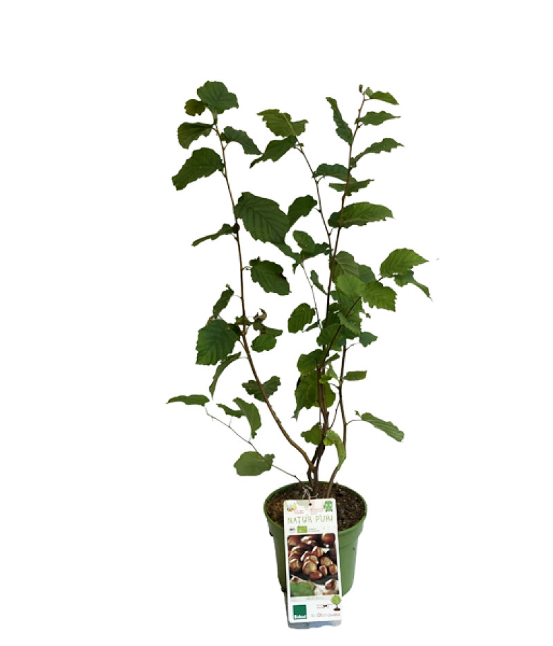 BIO Haselnuss (Corylus avellana) - Tutifruti SK