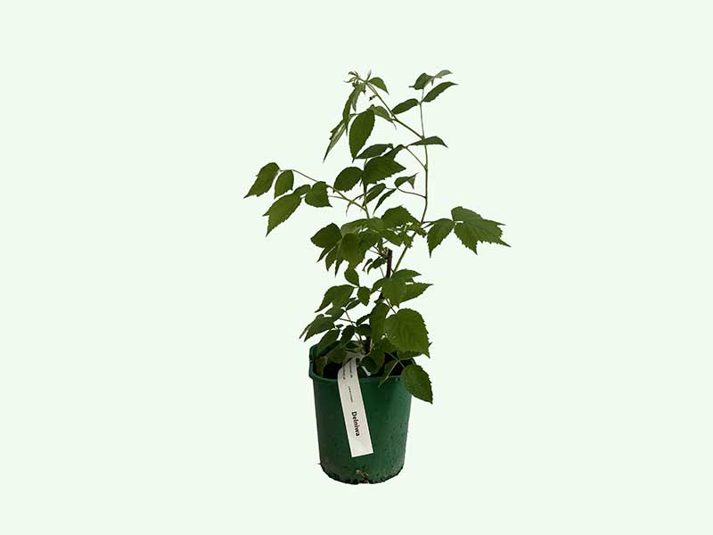 Himbeere (Rubus idaeus) Delniwa - Tutifruti SK Himbeere (Rubus idaeus) Delniwa - Tutifruti SK
