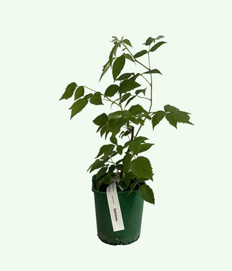 Himbeere (Rubus idaeus) Delniwa - Tutifruti SK