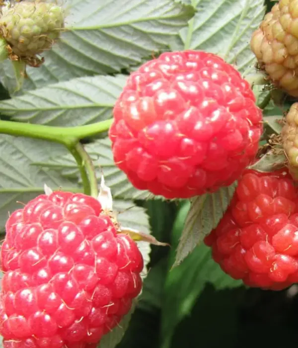 Raspberry (Rubus idaeus) SHAKHRAZADA