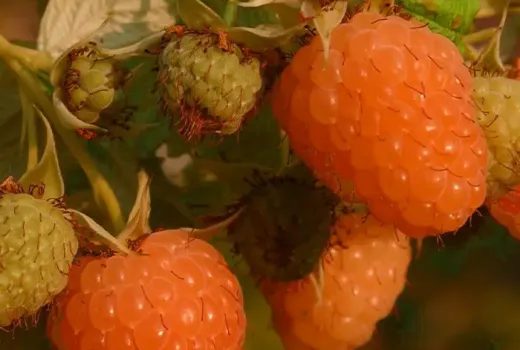Italienische Eleganz in Ihrem Garten: Wir stellen die lizenzierten Himbeeren 'Ambra', 'Parsifal' und 'Clarita' vor
