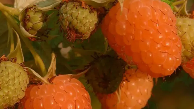Italienische Eleganz in Ihrem Garten: Wir stellen die lizenzierten Himbeeren 'Ambra', 'Parsifal' und 'Clarita' vor