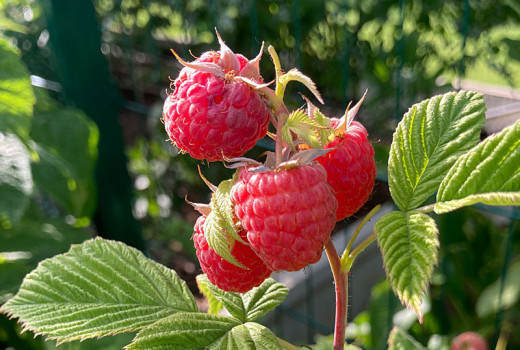 Herbsthimbeeren: Aroma Queen, Autumn Bliss & First