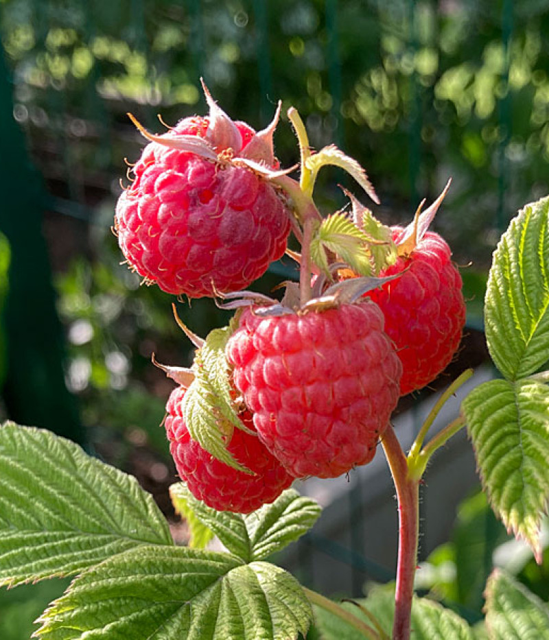 BIO Raspberry (Rubus idaeus) AROMA QUEEN - Tutifruti, s.r.o.