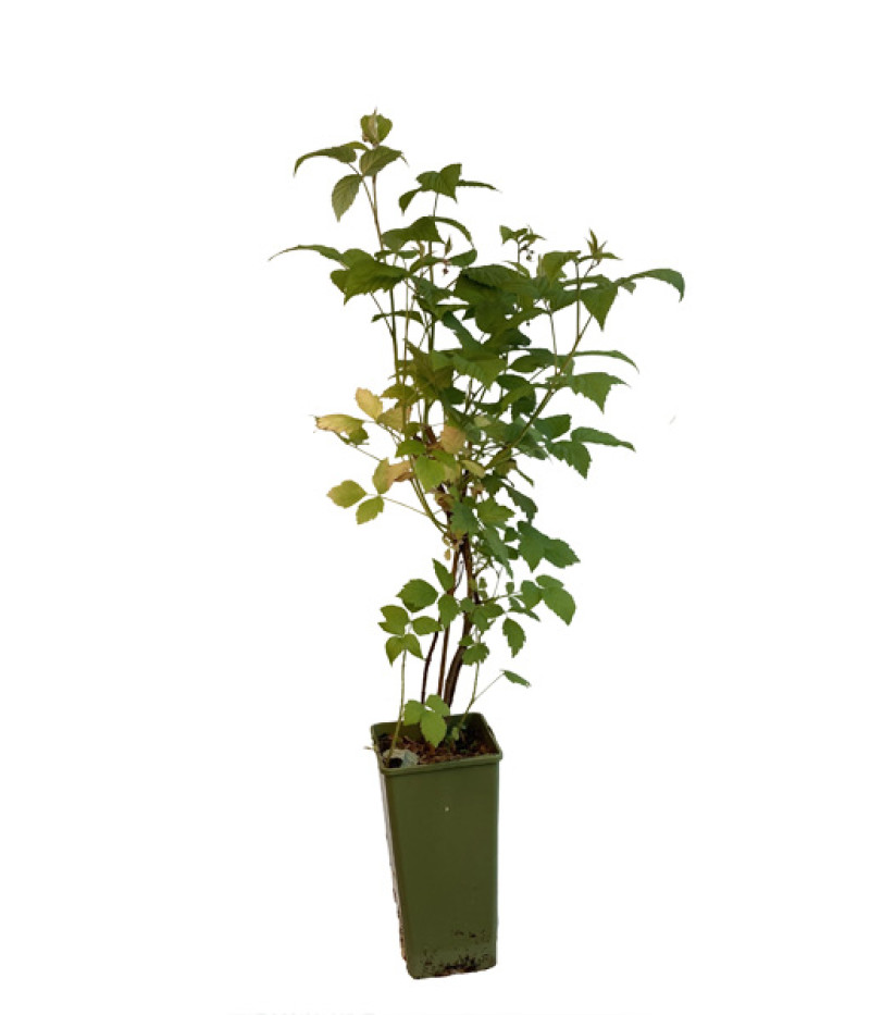 BIO Himbeere (Rubus idaeus) SCHÖNEMANN - Tutifruti, s.r.o.