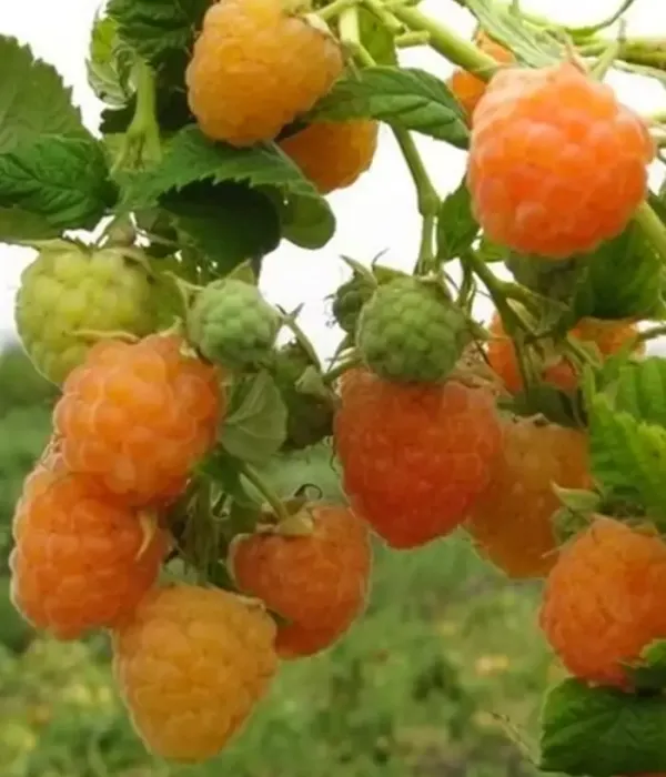 Himbeere (Rubus idaeus) ARTA