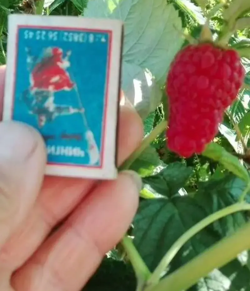 Himbeere (Rubus idaeus) BOZHESTVENNAYA - Tutifruti, s.r.o.