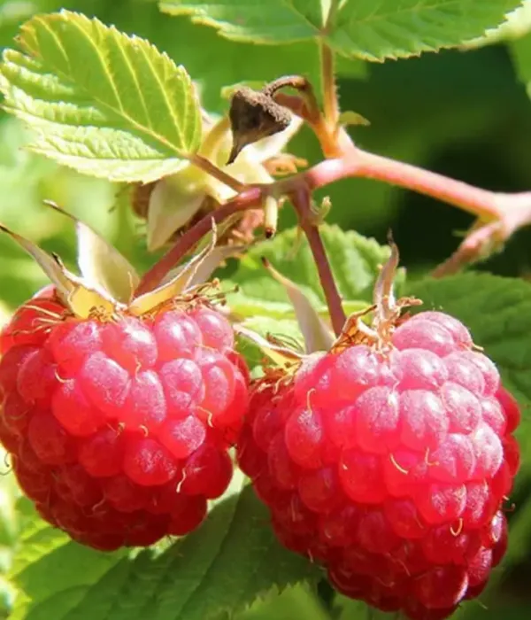 Raspberry (Rubus idaeus) CLARITA