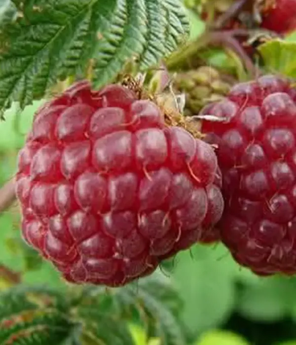 Malina (Rubus idaeus) DAIGA