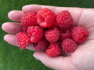 Himbeere (Rubus idaeus) Delniwa - Tutifruti SK Himbeere (Rubus idaeus) Delniwa - Tutifruti SK