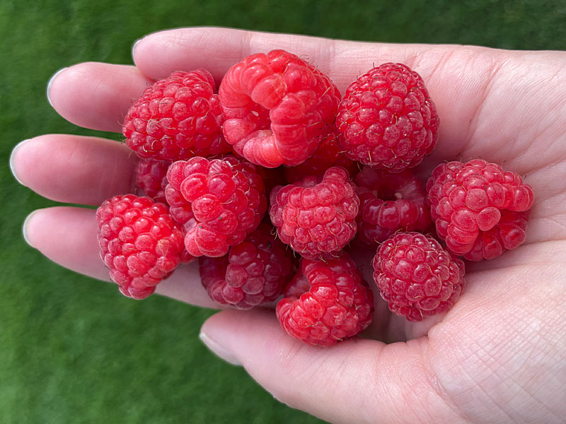 Himbeere (Rubus idaeus) Delniwa - Tutifruti SK Himbeere (Rubus idaeus) Delniwa - Tutifruti SK