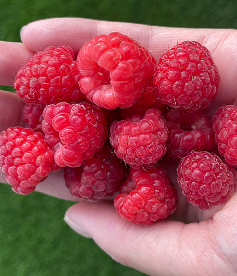 Himbeere (Rubus idaeus) Delniwa - Tutifruti SK