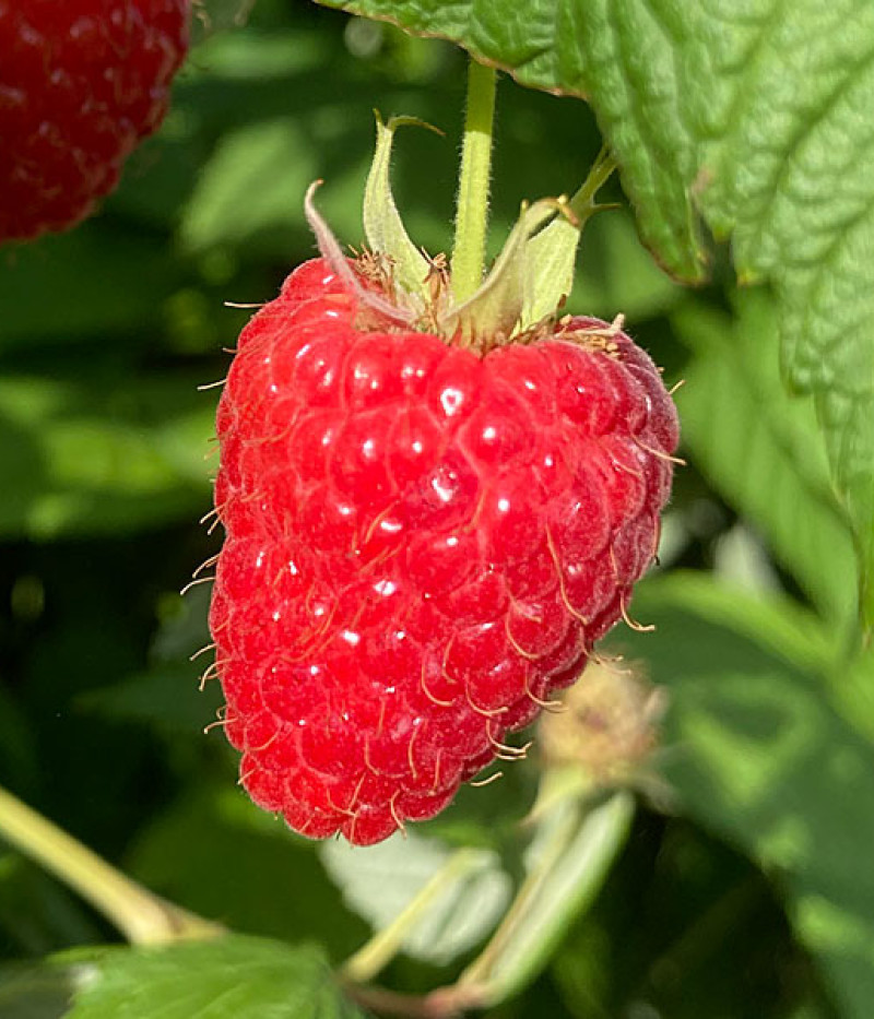Raspberry (Rubus idaeus) HUSARIA - Tutifruti SK