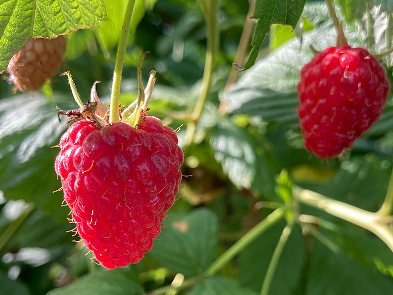 Bio Himbeere (Rubus idaeus) AUTUMN FIRST