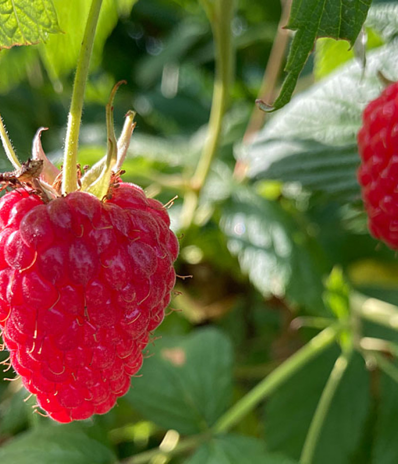 BIO Himbeere (Rubus idaeus) AUTUMN FIRST - Tutifruti, s.r.o.