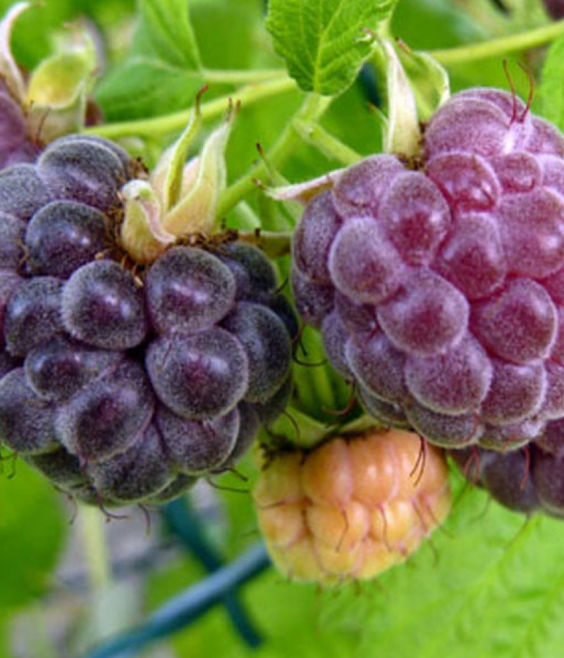 BIO Himbeere (Rubus idaeus) GLEN COE - Tutifruti, s.r.o.