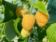 Himbeere (Rubus idaeus) Golden Queen