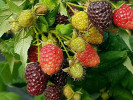 Himbeere (Rubus x neglectus) HEBAN - Tutifruti SK