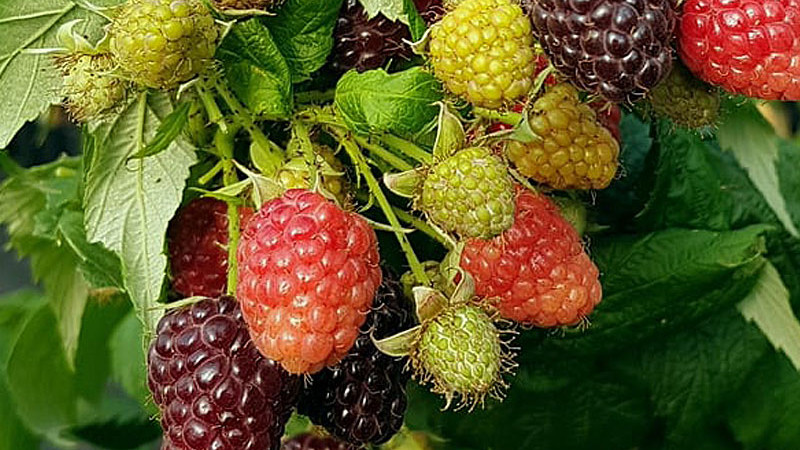 Das Geheimnis perfekter Himbeeren: russische, lettische und schottische Genetik