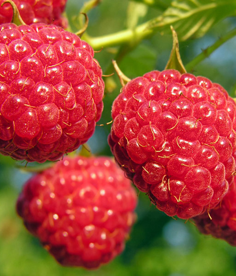 BIO Himbeere (Rubus idaeus) AUTUMN BLISS - Tutifruti, s.r.o.