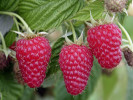 Himbeere (Rubus idaeus) MAGNAT - Tutifruti SK Himbeere (Rubus idaeus) MAGNAT - Tutifruti SK