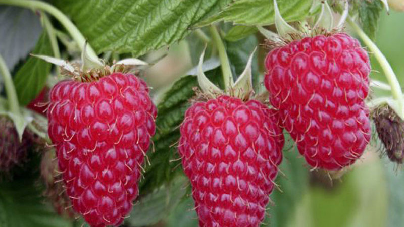 Auswahlhilfe (Teil 2): Welche Himbeeren und Brombeeren sind die richtigen für Sie? | Blog