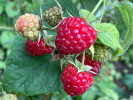 BIO Raspberry (Rubus idaeus) ZEFA 111 - Tutifruti, s.r.o.