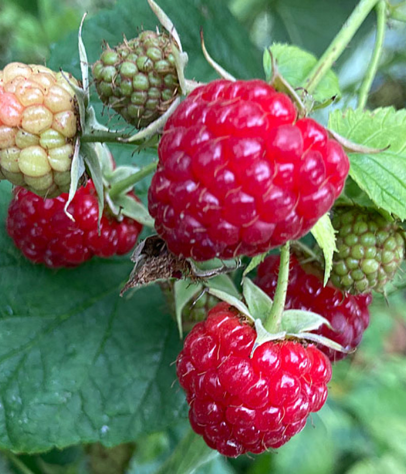 BIO Raspberry (Rubus idaeus) ZEFA 111 - Tutifruti, s.r.o.