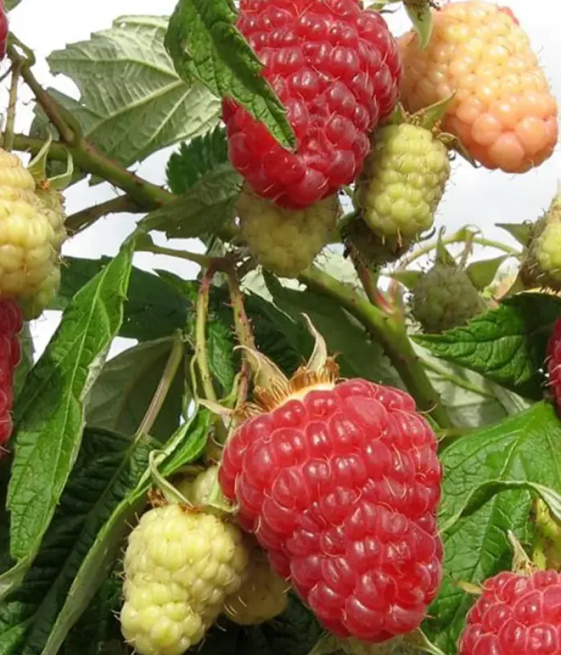 Himbeere (Rubus idaeus) PATRICIA - Tutifruti, s.r.o.