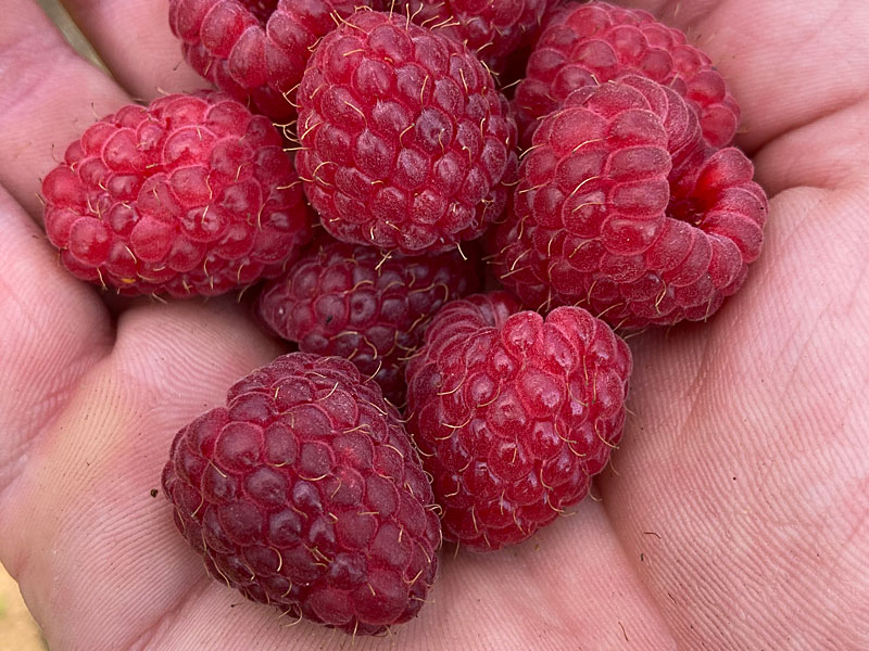 Himbeere (Rubus idaeus) POLANA - Tutifruti SK Himbeere (Rubus idaeus) POLANA - Tutifruti SK