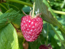 Himbeere (Rubus idaeus) POLANA - Tutifruti SK Himbeere (Rubus idaeus) POLANA - Tutifruti SK