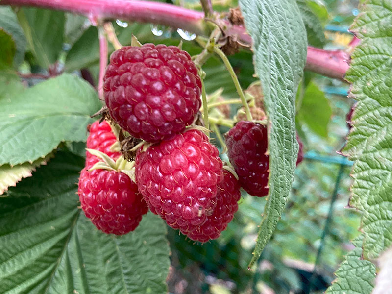 Himbeere (Rubus idaeus) POLESIE