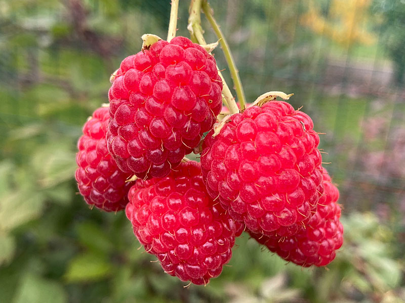 Himbeere (Rubus idaeus) POLKA