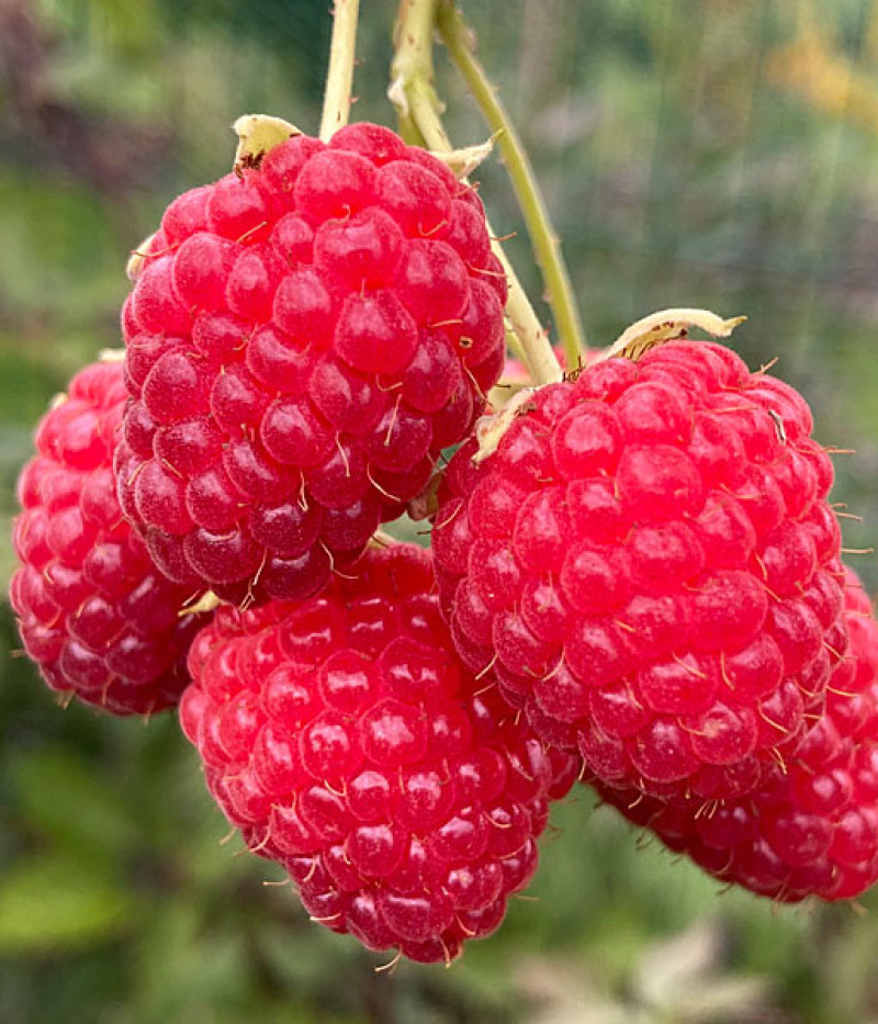 BIO Himbeere (Rubus idaeus) SCHÖNEMANN - Tutifruti, s.r.o.
