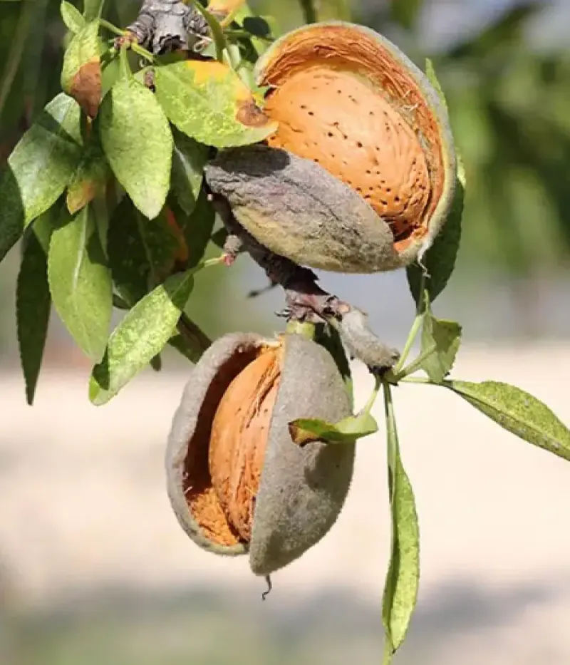 Mandel (Prunus dulcis) LAURANNE AVIJOR - Tutifruti, s.r.o.