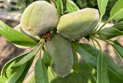 Mandľovník: pestovanie mandlí a fantastické odrody s neskorším kvitnutím