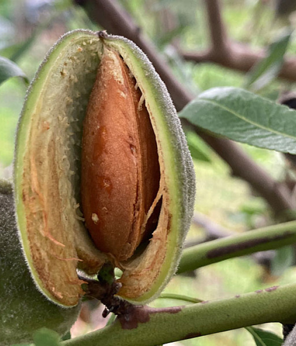 BIO Mandel (Prunus dulcis) LAURANNE AVIJOR